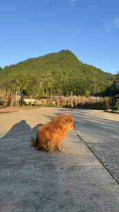 公路上奔跑的棕色小狗