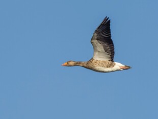 蓝天中飞翔的灰雁