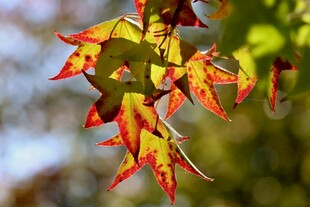秋日斑斓枫叶特写