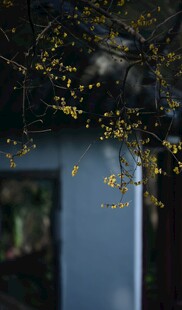 窗前枝叶的静谧景致