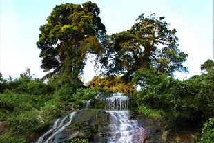 山间瀑布旁的葱郁树木