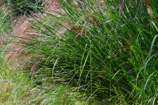 芒草  