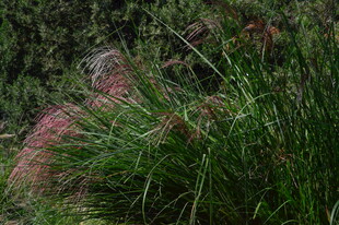 芒草 