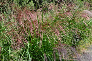 芒草  