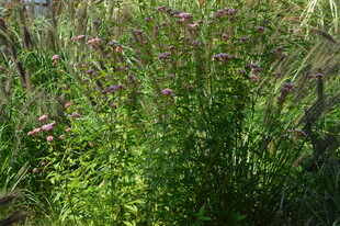 柳叶马鞭草 
