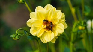 黄色大丽花上的蜜蜂