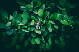 绿叶丛中的蝴蝶