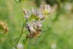 蜜蜂花间采蜜的美妙瞬间