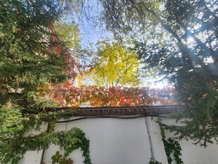 秋日墙边繁茂绿植景观