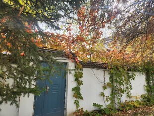 秋日小院蓝门绿植景象