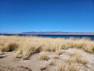 湖畔金黄野草与蓝天美景