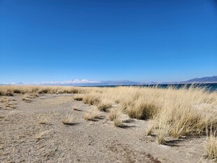 荒漠中的金黄野草与蓝天