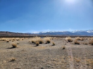 广袤荒漠中的稀疏植被