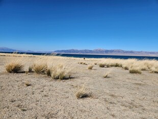 广袤沙漠中的稀疏植被