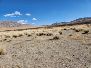 荒凉旷野中的稀疏植被