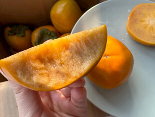 手捧切开的新鲜黄柿子