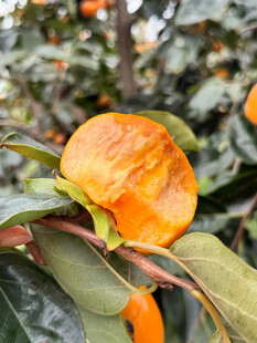 枝头橙黄柿子新鲜诱人