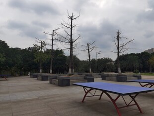 户外空旷处的乒乓球桌