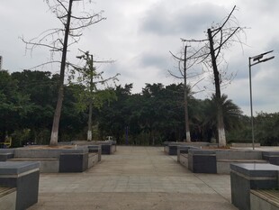 空旷广场上的树木与灯柱