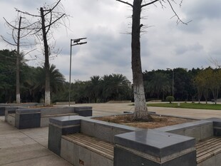 公园中的石凳与光秃树木