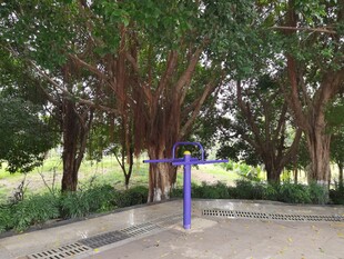 公园中茂盛树木下的蓝色设施