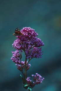 紫色花卉上的蜜蜂