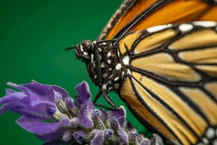 帝王蝶停驻紫色花朵上