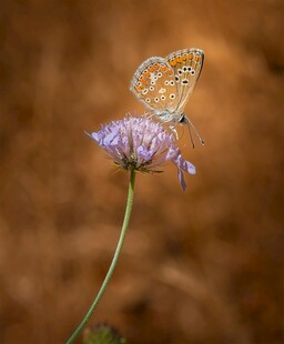 蝴蝶停驻紫色小花上