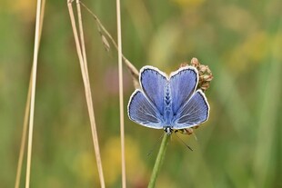 蓝色蝴蝶停驻在花朵上