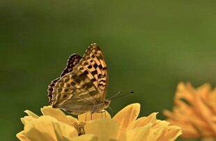 蝴蝶停驻黄色花朵上