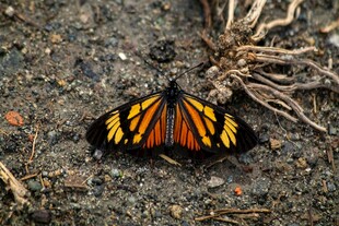 橙黑相间蝴蝶停于地面