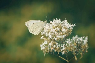 白蝶停驻于白色小花上