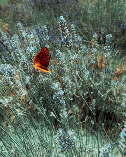 草丛中的艳丽红蝴蝶