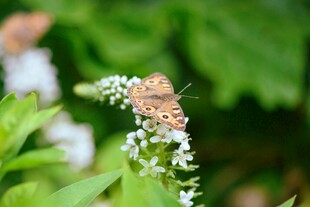蝴蝶停驻在白色小花上