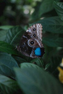 蓝斑蝴蝶栖息绿叶间