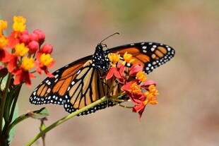 蝴蝶停留在多彩花朵上