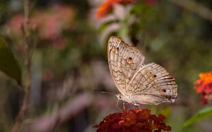蝴蝶停驻于鲜艳花朵上