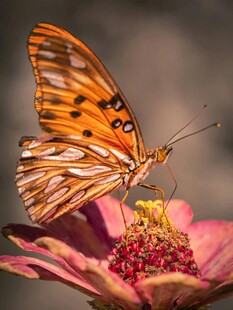 蝴蝶停驻娇艳花朵上