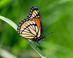 停在绿叶上的斑斓蝴蝶