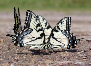 群蝶聚集地面画面