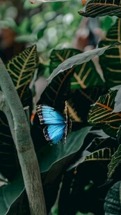 绿叶间的斑斓蝴蝶