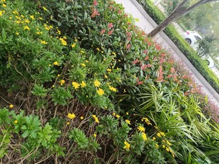 路边繁茂的多彩花卉植物