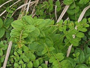 翠绿繁茂的野生植物群落