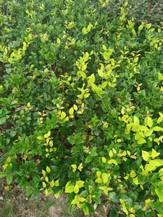 黄绿相间的茂密植物