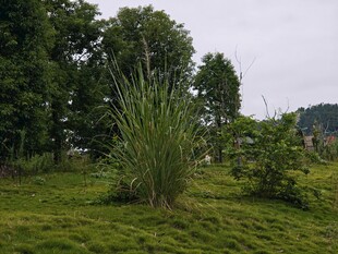 野外葱郁草丛与树木景观