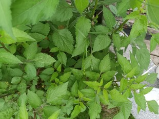 茂盛的绿色植物景观