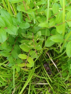 嫩绿草丛中的生机景象