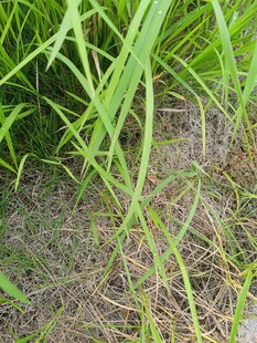 翠绿草丛中的细长叶片