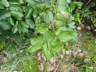 绿叶繁茂的植物