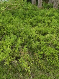 翠绿繁茂的林间灌木丛